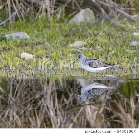 Common Greenshank (Tringa nebularia), Dehtar pond, Southern Bohemia, Czech Republic Common Greenshank (Tringa nebularia), Dehtar pond, Southern Bohemia, Czech Republic 84501067