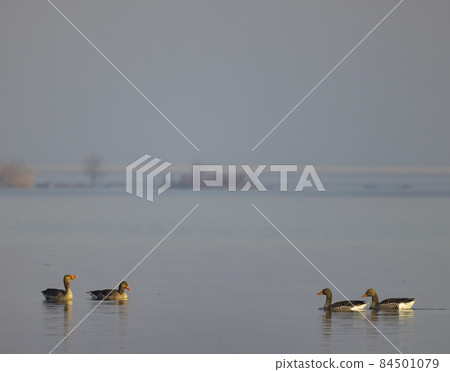Wild goose, Lake Musov, Southern Bohemia, Czech Republic Wild goose, Lake Musov, Southern Bohemia, Czech Republic 84501079