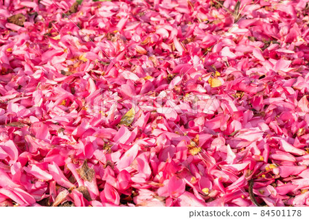 The petals of Sasanqua that have fallen all over are shining brightly in the morning sun. 84501178