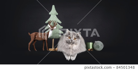 British Longhair cat on black background British Longhair cat on black background 84501348