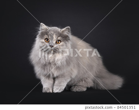 British Longhair cat on black background British Longhair cat on black background 84501351