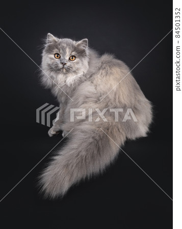 British Longhair cat on black background British Longhair cat on black background 84501352