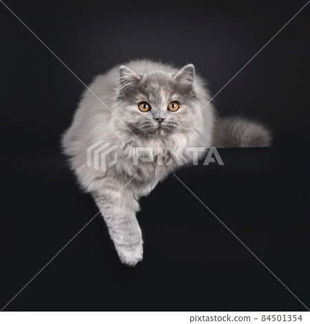 British Longhair cat on black background British Longhair cat on black background 84501354