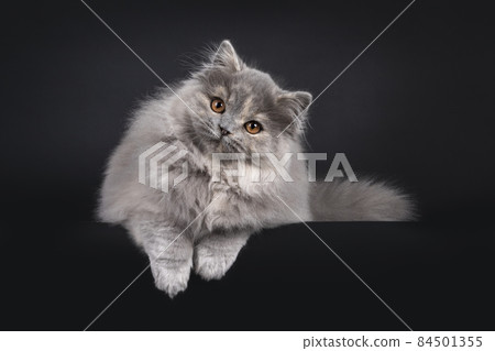 British Longhair cat on black background British Longhair cat on black background 84501355