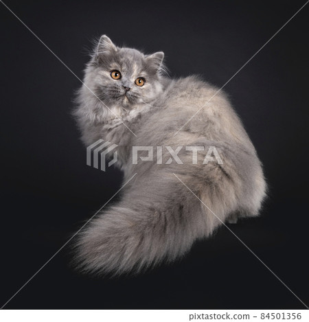 British Longhair cat on black background British Longhair cat on black background 84501356