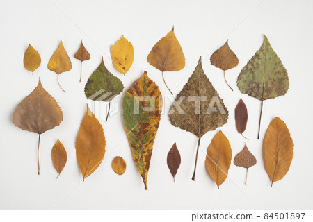 row composition with multicolored autumn leaves. High quality photo 84501897