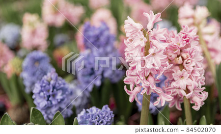 assortment with colourful hyacinths. High quality photo 84502070