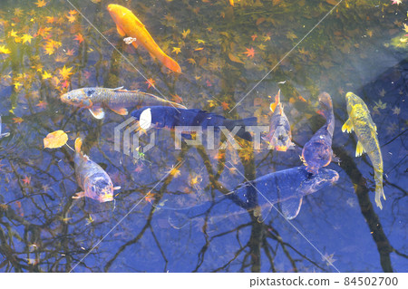 Carp of a pond 84502700