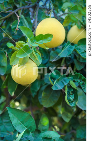 Pomelo citrus fruits hanging on a tree with leaves on background Pomelo citrus fruits hanging on a tree with leaves on background 84502858
