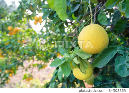 Pomelo fruits closeup on a tree branch in citrus fruits garden Pomelo fruits closeup on a tree branch in citrus fruits garden 84502863