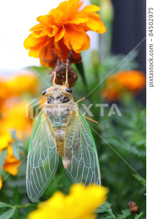 Emergence of cicadas (incomplete metamorphosis) 84502975