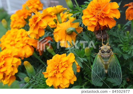 Emergence of cicadas (incomplete metamorphosis) 84502977