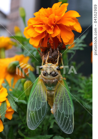 Emergence of cicadas (incomplete metamorphosis) 84502989