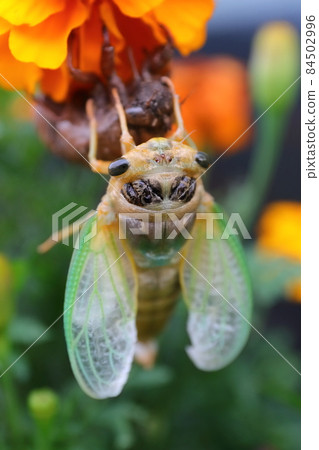 Emergence of cicadas (incomplete metamorphosis) 84502996