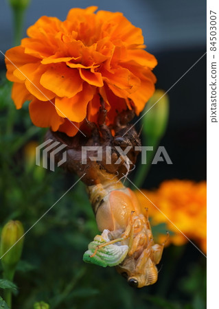 Emergence of cicadas (incomplete metamorphosis) 84503007