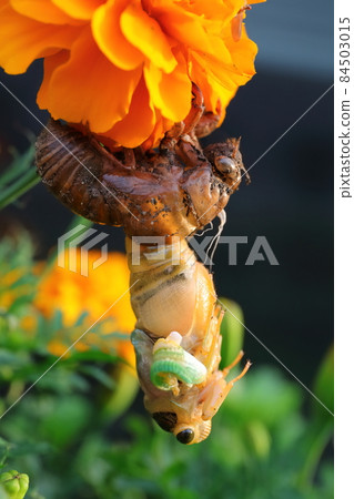 Emergence of cicadas (incomplete metamorphosis) Emergence of cicadas (incomplete metamorphosis) 84503015