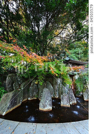 Autumn leaves in Tansan Hot Spring Source Park Autumn leaves in Tansan Hot Spring Source Park 84503579