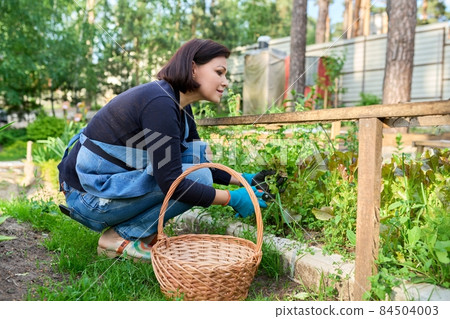 Woman picking lettuce arugula leaves in basket on garden bed in greenhouse Woman picking lettuce arugula leaves in basket on garden bed in greenhouse 84504003