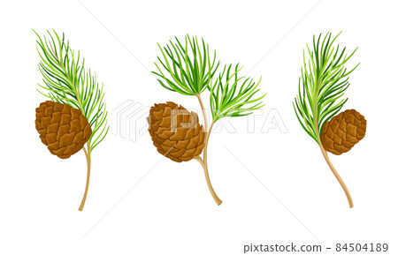 Pine tree branches set. New Year and Christmas decor vector illustration 84504189