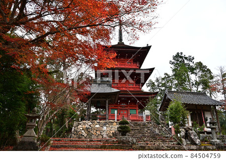 Autumn leaves of Kashiwabara Hachiman Shrine Autumn leaves of Kashiwabara Hachiman Shrine 84504759