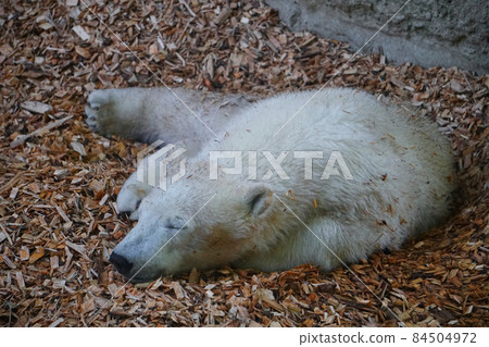 White Polar Bear Sleeping At Zoo White Polar Bear Sleeping At Zoo 84504972