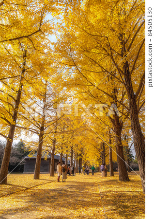 Mito City, Ibaraki Prefecture, a row of ginkgo trees at the Ibaraki Prefectural History Museum Mito City, Ibaraki Prefecture, a row of ginkgo trees at the Ibaraki Prefectural History Museum 84505130