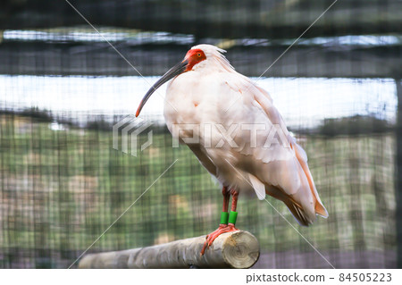 朱鹮（雄性成年鳥） 84505223