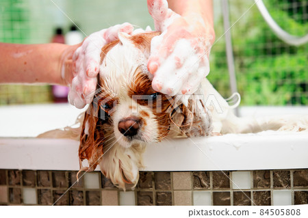 Washing an American Cocker spaniel with a dog shampoo Washing an American Cocker spaniel with a dog shampoo 84505808