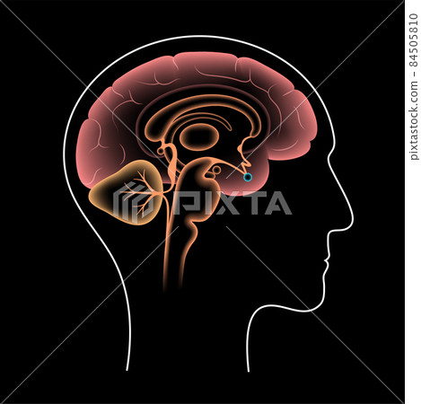 Pituitary gland anatomy Pituitary gland anatomy 84505810