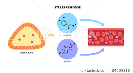 Stress responce system Stress responce system 84505818