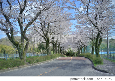 Sakura, Tama Hills in full bloom in spring Sakura, Tama Hills in full bloom in spring 84505969