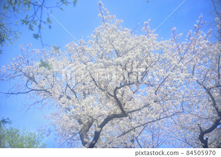 Sakura, Tama Hills in full bloom in spring Sakura, Tama Hills in full bloom in spring 84505970