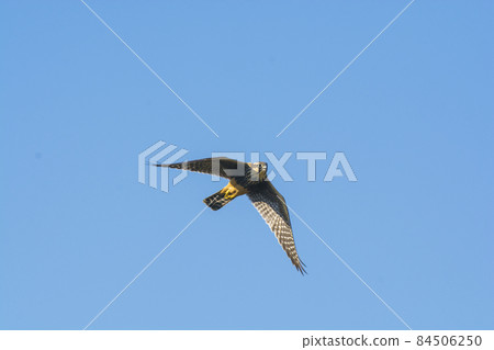 Aplomado falcon in flight, Patagonia Argentina. 84506250
