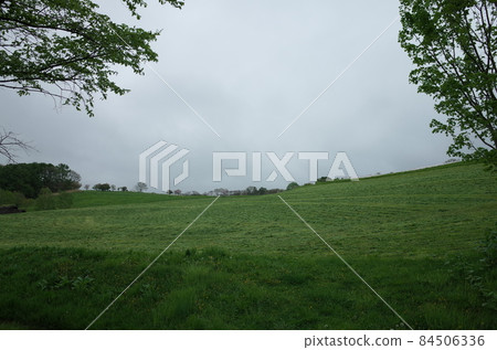 Grassland _ Hokkaido 84506336