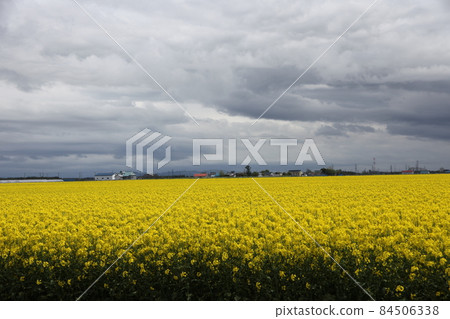 油菜田_北海道 84506338