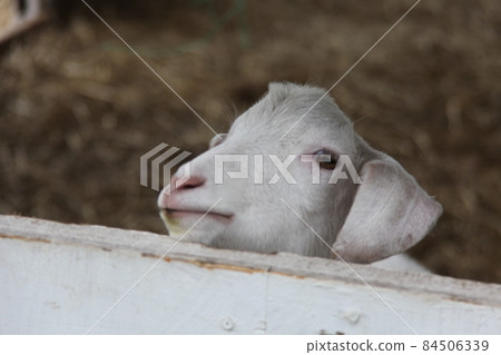 Goat_Hakone Ranch_Hokkaido 84506339