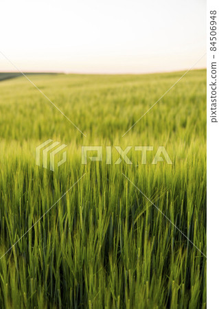 Young green barley growing in agricultural field in spring. Unripe cereals. The concept of agriculture, organic food. Barleys sprout growing in soil. Close up on sprouting barley in sunset. Young green barley growing in agricultural field in spring. Unripe cereals. The concept of agriculture, organic food. Barleys sprout growing in soil. Close up on sprouting barley in sunset. 84506948