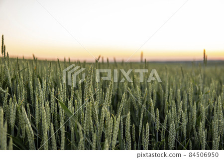 Young green wheat growing in agricultural field. Unripe cereals. The concept of agriculture, organic food. Wheat sprout growing in soil. Close up on sprouting wheat in sunset. Young green wheat growing in agricultural field. Unripe cereals. The concept of agriculture, organic food. Wheat sprout growing in soil. Close up on sprouting wheat in sunset. 84506950
