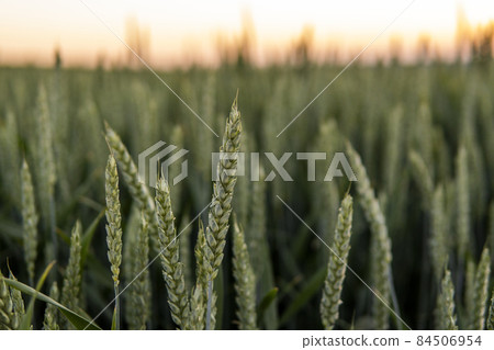 Young green wheat growing in agricultural field. Unripe cereals. The concept of agriculture, organic food. Wheat sprout growing in soil. Close up on sprouting wheat in sunset. 84506954
