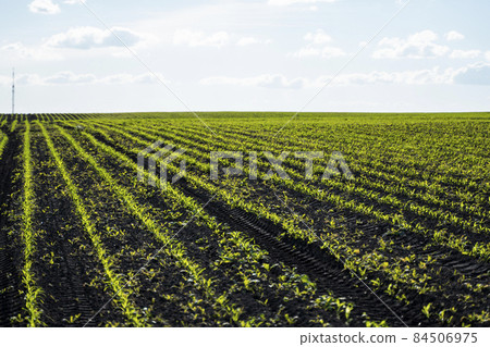 Rows of corn sprouts beginning to grow. Young corn seedlings growing in a fertile soil. An agricultural field on which grow up young corn. Rural landscape. Rows of corn sprouts beginning to grow. Young corn seedlings growing in a fertile soil. An agricultural field on which grow up young corn. Rural landscape. 84506975