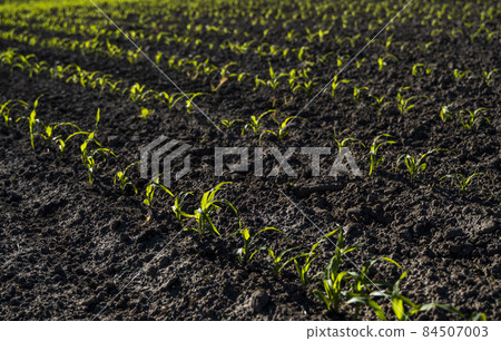 Rows of corn sprouts beginning to grow. Young corn seedlings growing in a soil. Agricultural concepts. Rows of corn sprouts beginning to grow. Young corn seedlings growing in a soil. Agricultural concepts. 84507003