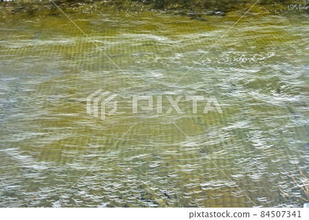 Cherry blossoms on the Onda River that have begun to fall Cherry blossoms on the Onda River that have begun to fall 84507341
