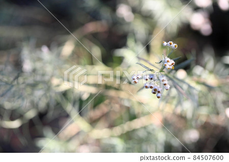 Flower of Kawarahahako Flower of Kawarahahako 84507600