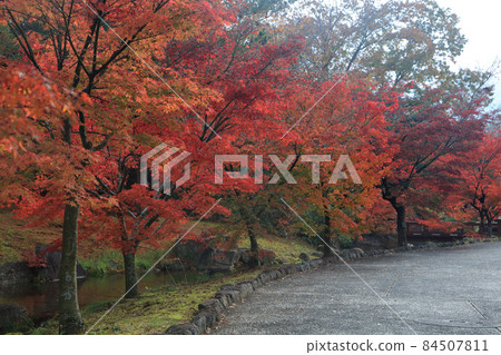 香川灌溉紀念公園秋葉 84507811