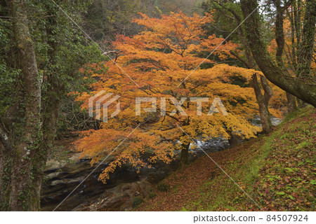 龍塚縣立自然公園散步道:八重山河沿岸的紅葉(島根縣雲南市掛屋町) 龍塚縣立自然公園散步道:八重山河沿岸的紅葉(島根縣雲南市掛屋町) 84507924