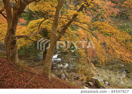龍塚縣立自然公園散步道:八重山河沿岸的紅葉(島根縣雲南市掛屋町) 龍塚縣立自然公園散步道:八重山河沿岸的紅葉(島根縣雲南市掛屋町) 84507927