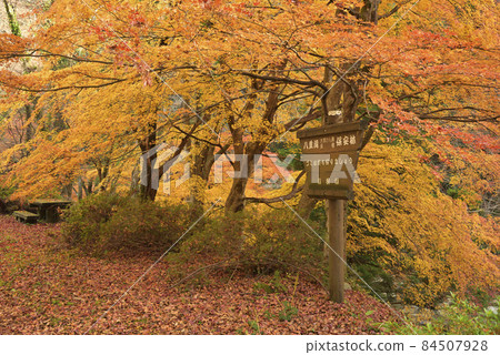 龍塚縣立自然公園散步道:八重山河沿岸的紅葉(島根縣雲南市掛屋町) 龍塚縣立自然公園散步道:八重山河沿岸的紅葉(島根縣雲南市掛屋町) 84507928