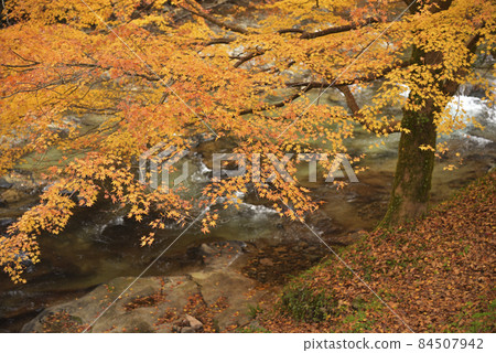 龍塚縣立自然公園散步道:八重山河沿岸的紅葉(島根縣雲南市掛屋町) 龍塚縣立自然公園散步道:八重山河沿岸的紅葉(島根縣雲南市掛屋町) 84507942