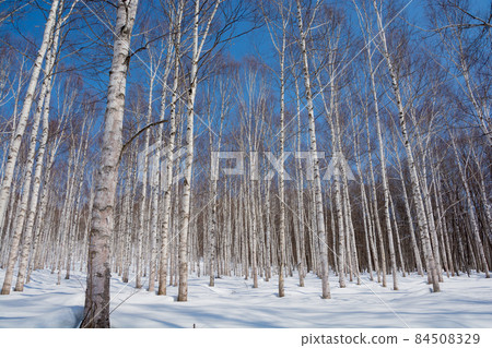 冬季白樺林和藍天 84508329