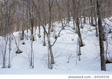 Opening up the forest that tells spring 84508330